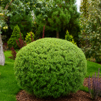 Vŕba purpurová (Salix purpurea) ´NANA´, výška: 20-30 cm, kont. C2L