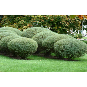 Vŕba purpurová (Salix purpurea) ´NANA´, výška: 40-60 cm, kont. C3L