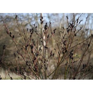 Vŕba čiernokvetá (Salix gracilistyla) ´MELANOSTACHYS´ výška: 90-110 cm, kont. C1.5L