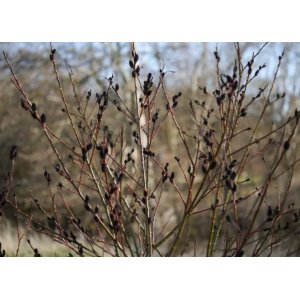 Vŕba čiernokvetá (Salix gracilistyla) ´MELANOSTACHYS´ - výška 40-60 cm, kont. C3L