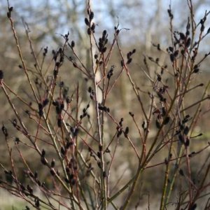 Vŕba čiernokvetá (Salix gracilistyla) ´MELANOSTACHYS´ výška: 90-110 cm, kont. C1.5L