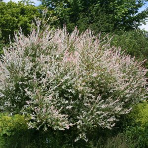 Vŕba japonská (Salix integra) ´HAKURO NISHIKI´, výška: 200-250 cm, kont. C9L