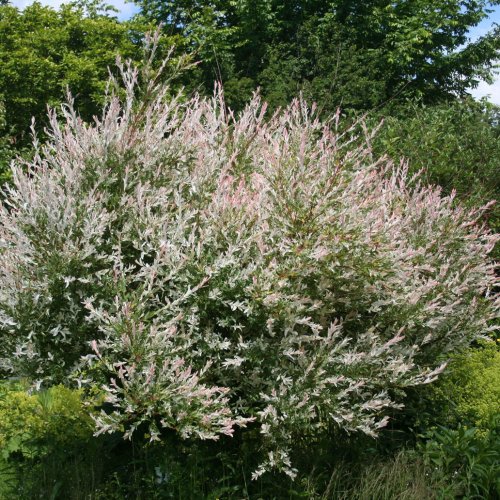 Vŕba japonská (Salix integra) ´HAKURO NISHIKI´, výška: 200-250 cm, kont. C9L