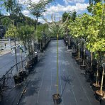 Vŕba japonská (Salix integra) ´HAKURO NISHIKI´ - výška: 70-90 cm, kont. C3/4L  - NA KMIENKU