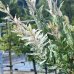 Vŕba japonská (Salix integra) ´HAKURO NISHIKI´ - výška 100-150 cm, kont. C3/4L  - NA KMIENKU