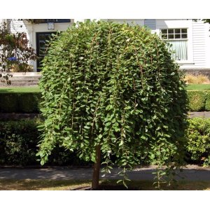 Vŕba rakytová (Salix caprea) ´KILMARNOCK´ výška: 90-110 cm, kont. C3L