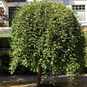 Vŕba rakytová (Salix caprea) ´KILMARNOCK´ - výška 80-150 cm, obvod kmeňa 4/6 cm, kont. C3L/C5L