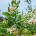 Vŕba japonská (Salix integra) ´HAKURO NISHIKI´, výška: 200-250 cm, kont. C9L