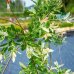 Vŕba japonská (Salix integra) ´HAKURO NISHIKI´, výška: 200-250 cm, kont. C9L
