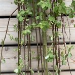 Vŕba rakytová (Salix caprea) ´KILMARNOCK´ - výška 80-150 cm, obvod kmeňa 4/6 cm, kont. C3L/C5L