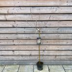 Vŕba štíhlopestíková (Salix gracilistyla) ´MOUNT ASO´® výška: 110-140 cm, kont. C3L