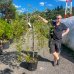 Vŕba rakytová (Salix caprea) ´KILMARNOCK´ - výška 160-180 cm, obvod kmeňa 6/8 cm, kont. C30L