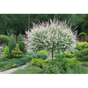 Vŕba japonská (Salix integra) ´HAKURO NISHIKI´ - výška 150-170 cm, kont. C3L - NA KMIENKU