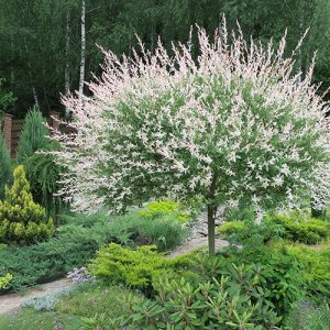 Vŕba japonská (Salix integra) ´HAKURO NISHIKI´ - výška 150-170 cm, kont. C3L - NA KMIENKU