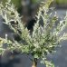 Vŕba japonská (Salix integra) ´HAKURO NISHIKI´ - výška 150-170 cm, kont. C3L - NA KMIENKU