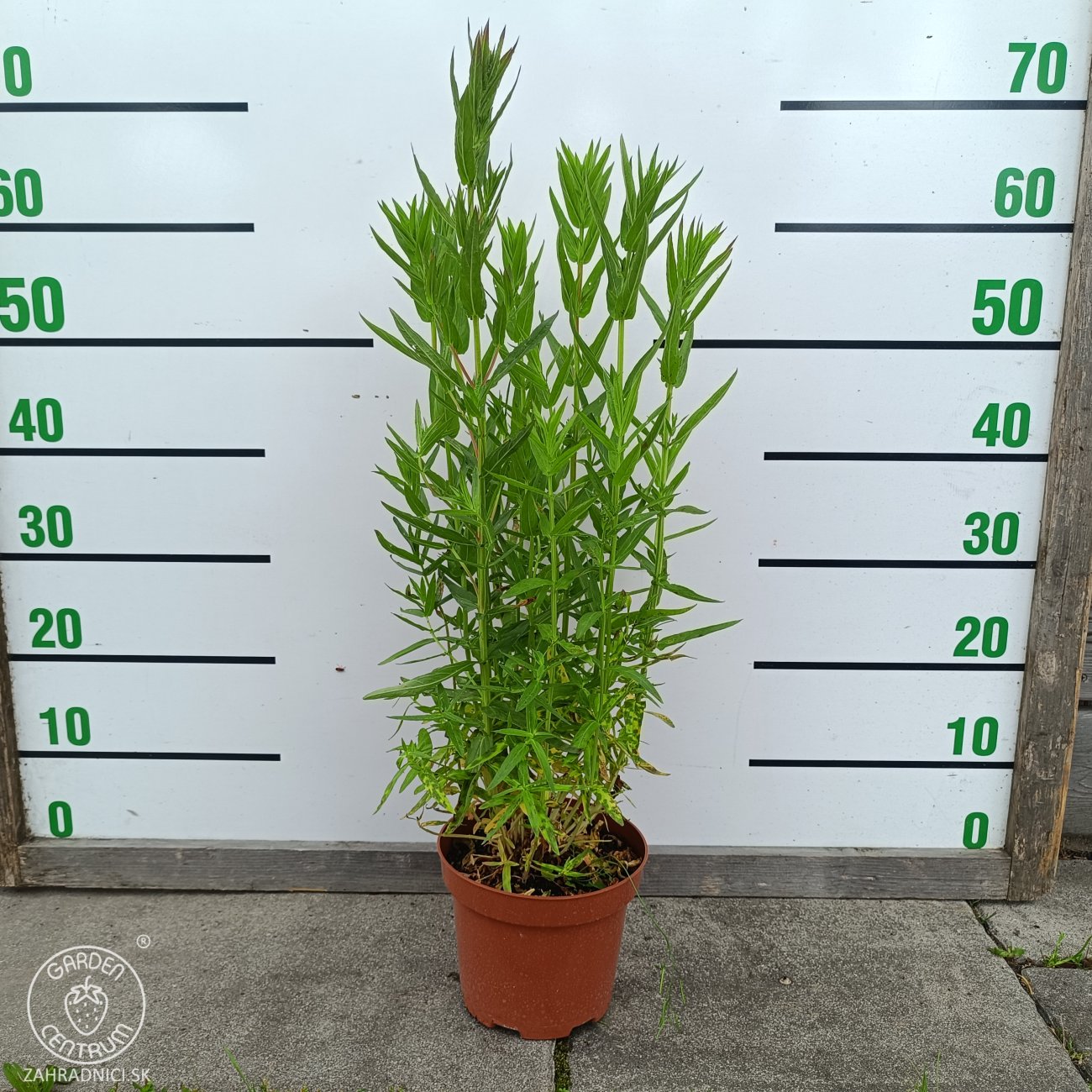 Obrázok Vrbica vŕbolistá (Lythrum salicaria) – výška 50-70 cm, kont. C2L
