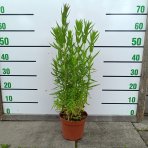 Vrbica vŕbolistá (Lythrum salicaria) – výška 50-70 cm, kont. C2L