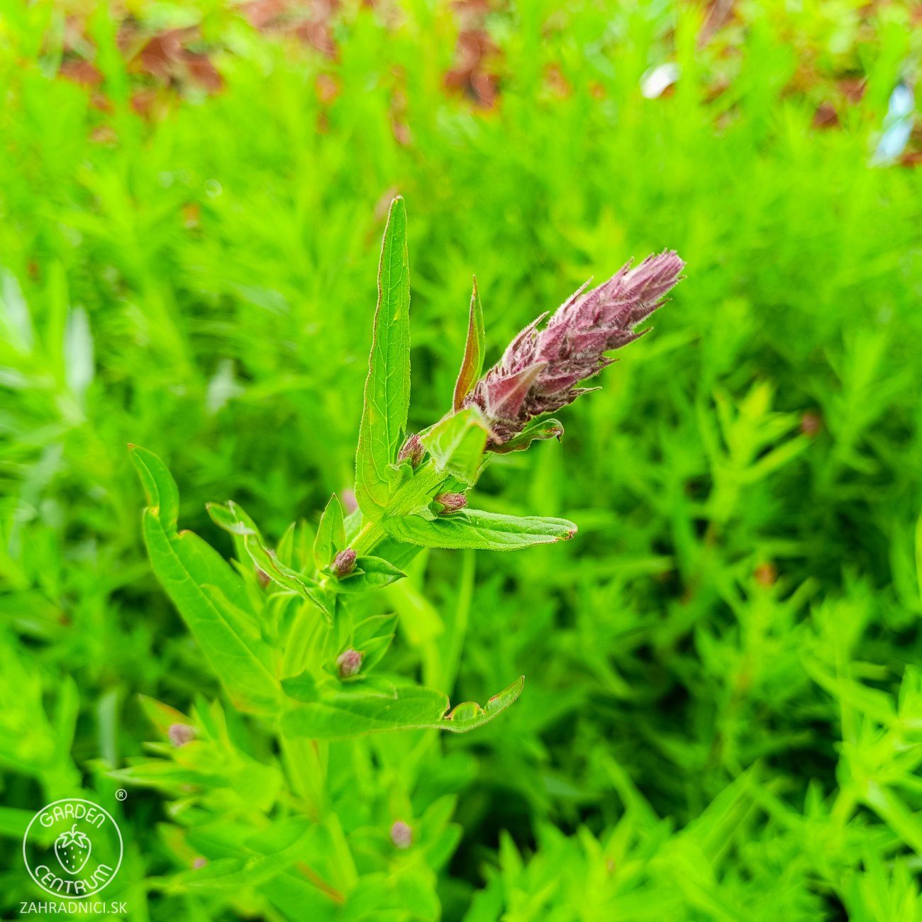 Obrázok Vrbica vŕbolistá (Lythrum salicaria) – výška 50-70 cm, kont. C2L