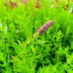Vrbica vŕbolistá (Lythrum salicaria) – výška 50-70 cm, kont. C2L