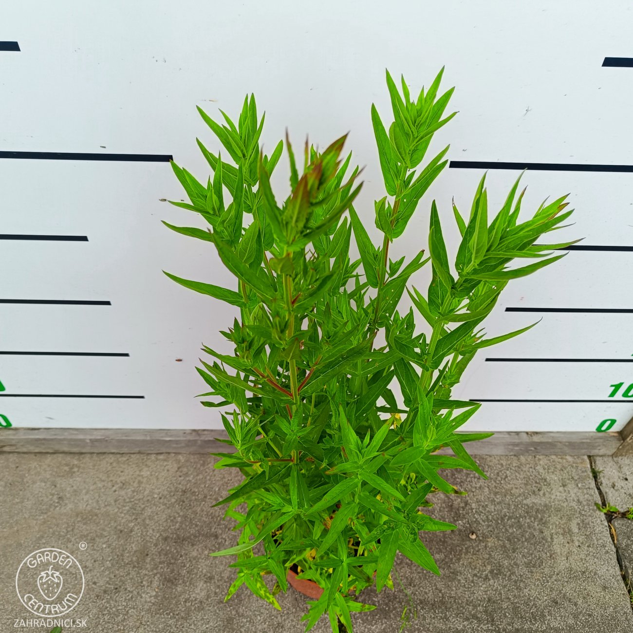 Obrázok Vrbica vŕbolistá (Lythrum salicaria) – výška 50-70 cm, kont. C2L