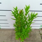 Vrbica vŕbolistá (Lythrum salicaria) – výška 50-70 cm, kont. C2L
