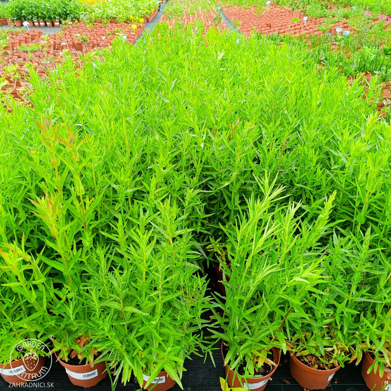 Obrázok Vrbica vŕbolistá (Lythrum salicaria) – výška 50-70 cm, kont. C2L