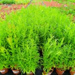 Vrbica vŕbolistá (Lythrum salicaria) – výška 50-70 cm, kont. C2L