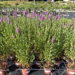Vrbica vŕbolistá (Lythrum salicaria) – výška 50-70 cm, kont. C2L