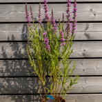 Vrbica vŕbolistá (Lythrum salicaria) – výška 50-70 cm, kont. C2L