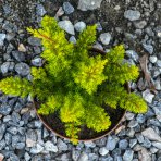 Vresovec stromovitý (Erica arborea) ´ALBERT´S GLOBE´ - výška 10-15 cm, ⌀ 15 cm, kont. C1,5L