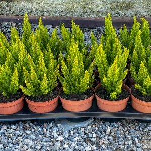 Vresovec stromovitý (Erica arborea) ´ALBERT´S GLOBE´ - výška 10-15 cm, ⌀ 15 cm, kont. C1,5L