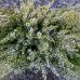 Vresovec pleťový (Erica carnea) 'ISABELL' - výška 20-40 cm, kont. P10