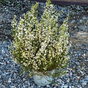 Vresovec pleťový (Erica carnea) 'ISABELL' - výška 20-40 cm, kont. P10