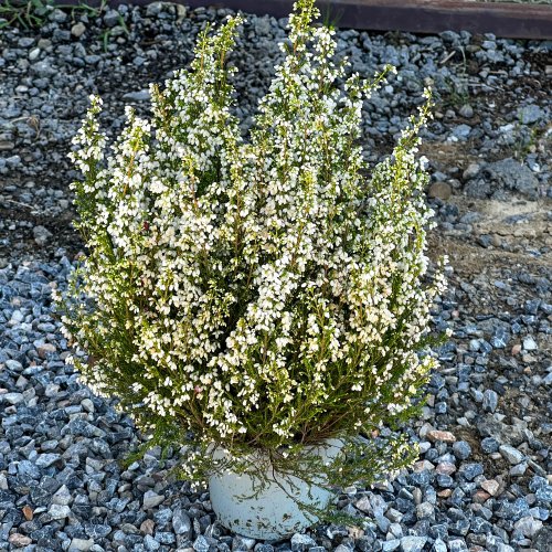 Vresovec pleťový (Erica carnea) 'ISABELL' - výška 20-40 cm, kont. P10