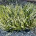 Vresovec pleťový (Erica carnea) 'ISABELL' - výška 20-40 cm, kont. P10