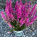 Vresovec pleťový ´PRAECOX RUBRA´ 20-30 cm, kont. C1.5L
