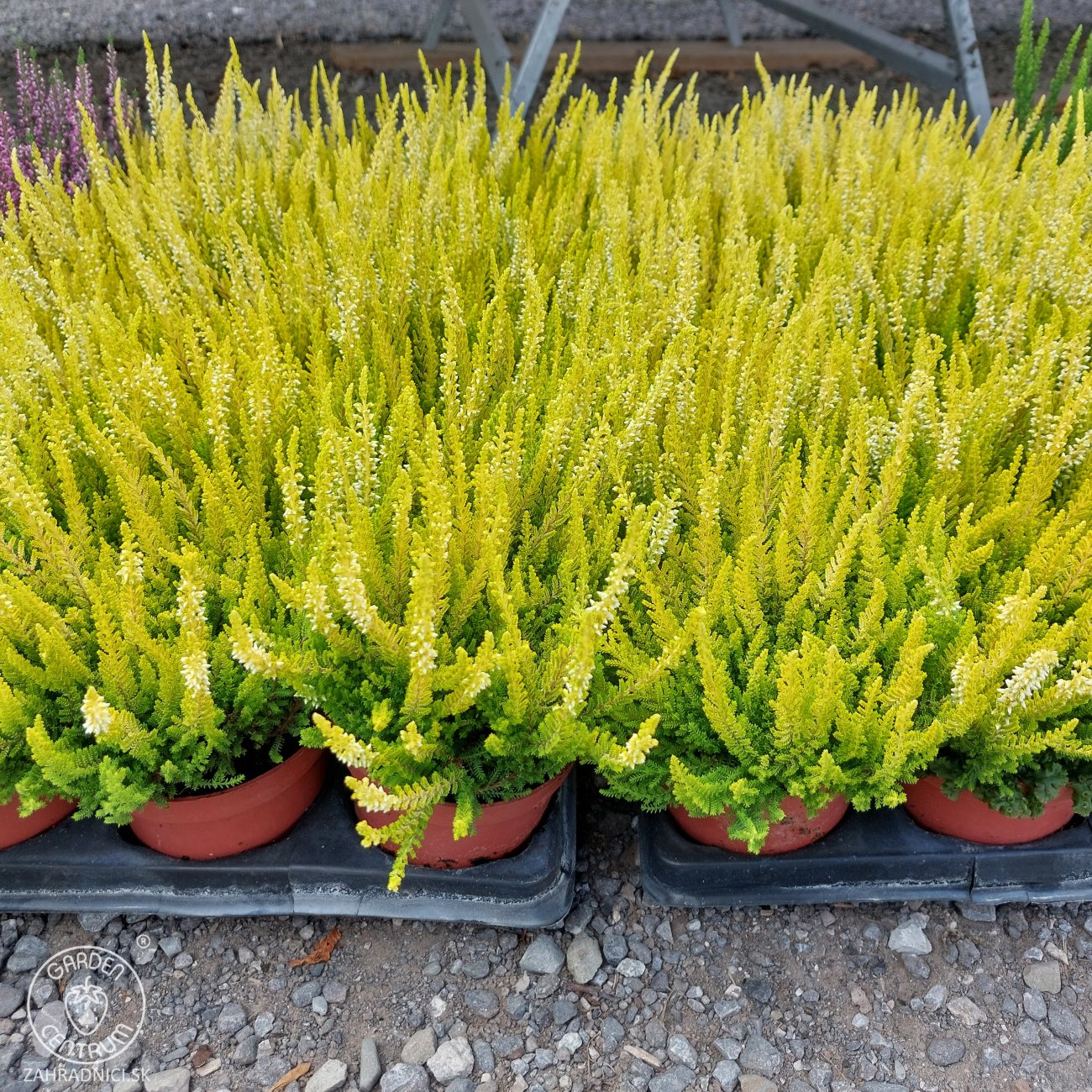 Obrázok Vres obyčajný (Calluna vulgaris) ´AGNETA´ - výška 10-20 cm, C1L/P9