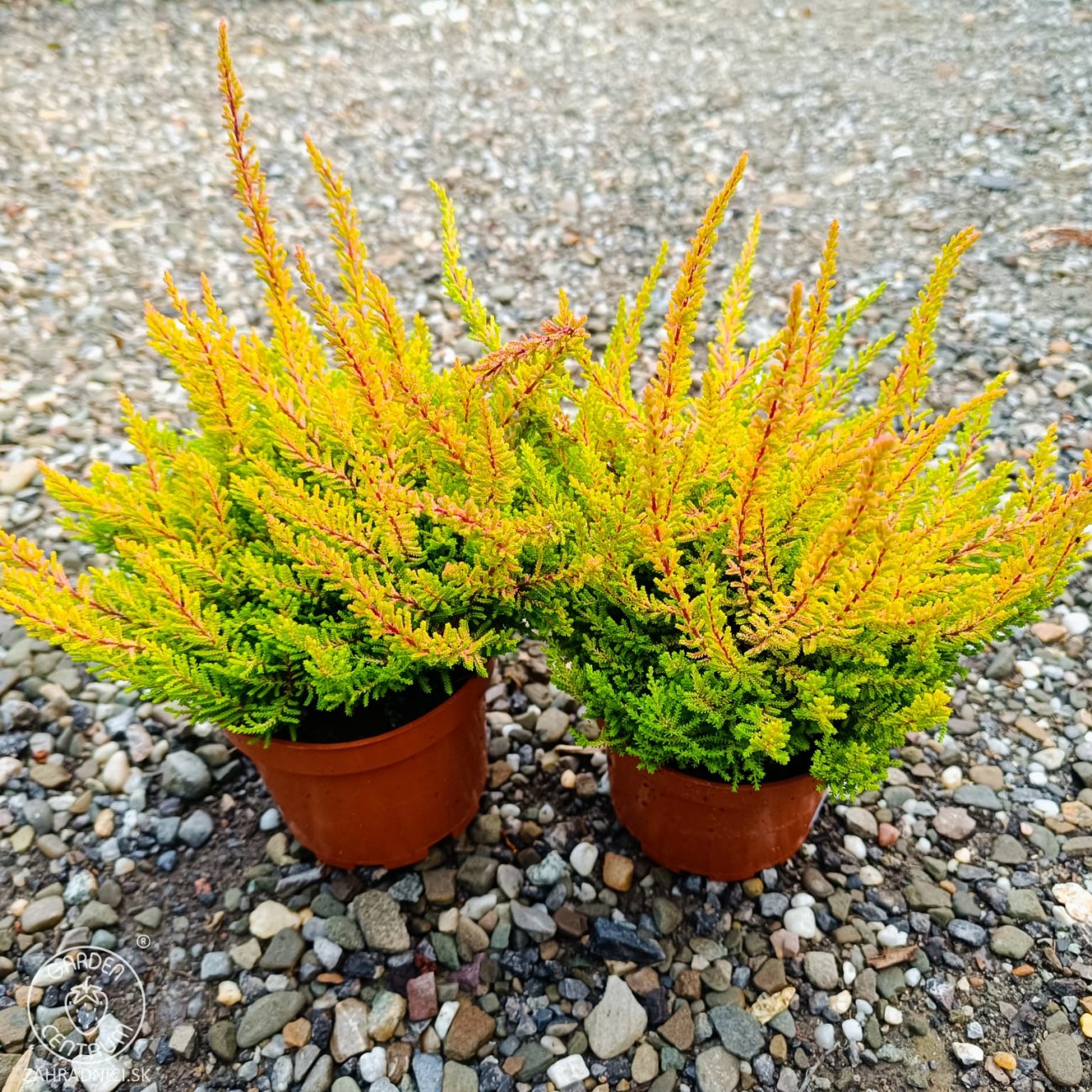 Obrázok Vres obyčajný (Calluna vulgaris) ´SEA STAR´ - výška 10-20 cm, kont. C1.5L