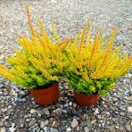 Vres obyčajný (Calluna vulgaris) ´SEA STAR´ - výška 10-20 cm, kont. C1.5L