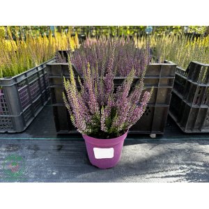 Vres obyčajný (Calluna vulgaris) ´LEA FRUH´ - výška 20-30 cm, kont. C1,5L
