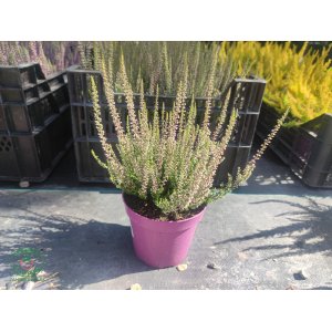 Vres obyčajný (Calluna vulgaris) ´SABINE´ 10-20 cm, kont. P9