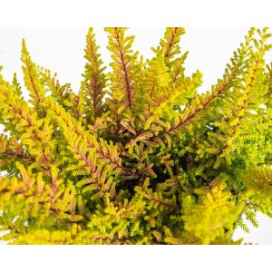 Vres obyčajný (Calluna vulgaris) ´SEA STAR´- výška 10-20 cm, kont. C1.5L