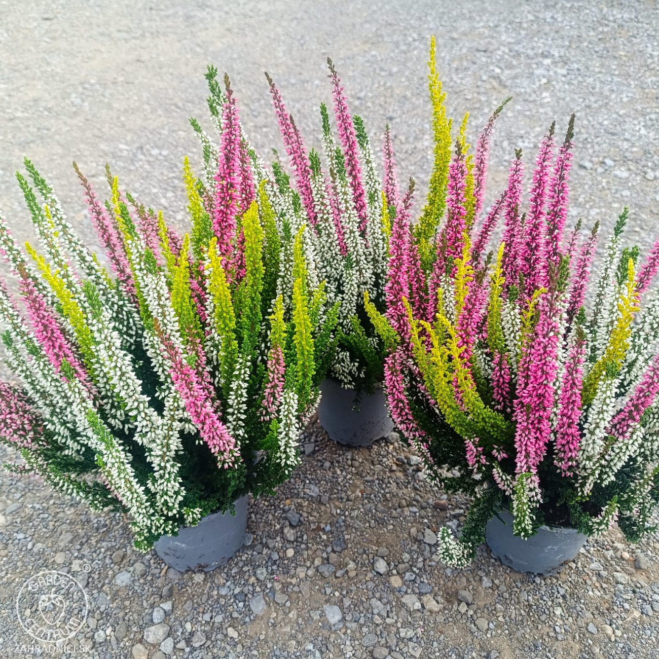 Obrázok Vres obyčajný 'Trio-Girls', - zelená,biela,ružová - výška 20-30 cm, kont. C1L