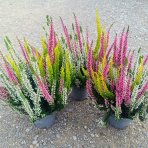 Vres obyčajný 'Trio-Girls', - zelená,biela,ružová - výška 20-30 cm, kont. C1L