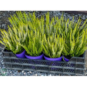 Vres obyčajný (Calluna vulgaris) ´AGNETA´ - výška 20-30 cm, C1L/P9