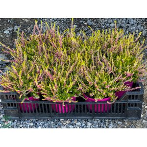 Vres obyčajný (Calluna vulgaris) ´ANNE SOPHIE´ - výška 10-20 cm, kont. C1L/P9