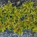 Vres obyčajný (Calluna vulgaris) biely, ⌀ 20, kont. P10 - PLAZIVÝ