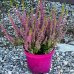 Vres obyčajný ´SAPHIRA´, výška 10-15 cm, kont. C1.5L
