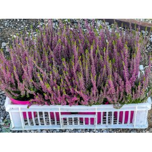 Vres obyčajný (Calluna vulgaris) ´SAPHIRA´ - výška 10-20 cm, kont. P9