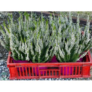 Vres obyčajný (Calluna vulgaris) ´VELUWE´- výška 20-30 cm, kont. C1L/P9